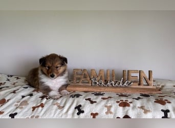 Wundervolle Collie-Welpen aus liebevoller VDH-Zucht suchen ein liebevolles Zuhause