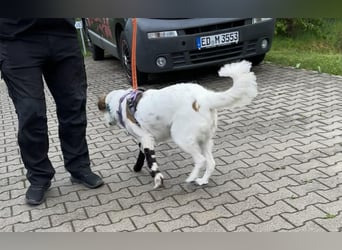 Valentina, ein ganz besondere Hündin, PS in 85461 Bockhorn