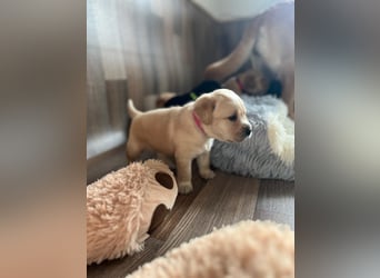 Reinrassige Labrador Welpen m.P. aus liebevoller Zucht