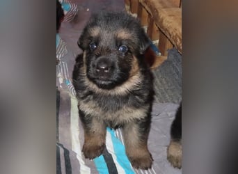 Wunderschöne Schäferhundwelpen  suchen Ende November ein schönes zu Hause1