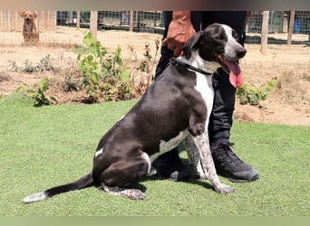 Casimo, Mix Labrador / Pointer, lieb und sozial