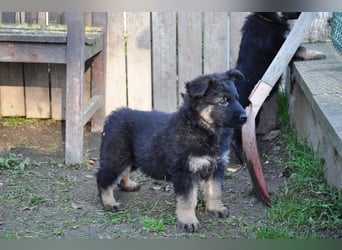 Schäferhundwelpen aus TOP Verpaarung mit roten SV Papieren