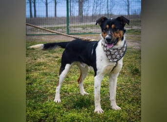 Bark - liebt die Menschen