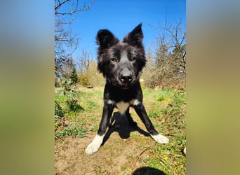 6 Monate alter Jung_ Shollie: Intelligent, Stubenrein, lernbegierig...