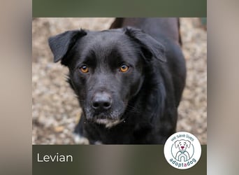 Levian: Kuschelexperte sucht Personal!