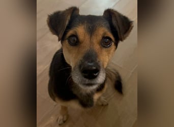 Roby ❤️ aktiver, verschmuster Rollibub!