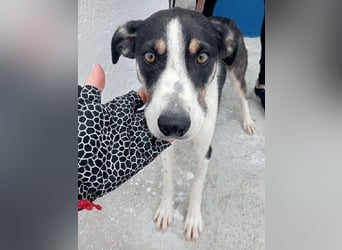 Naira, mit ihren Geschwistern Aiko und Sarabi sucht sie auch ein Körbchen