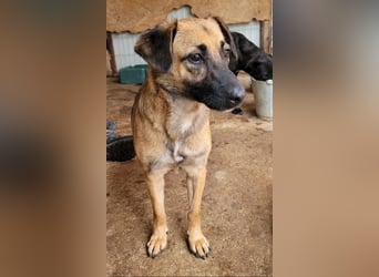 Khaleesi, Mädchen, wird bald 3 Jahre, ca. kniehoch, freundlich, verspielt, Frohnatur