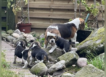 Beaglewelpen suchen ein liebevolles Zuhause 