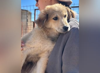 Fiete ❤️ verschmuster, offener Hundejunge