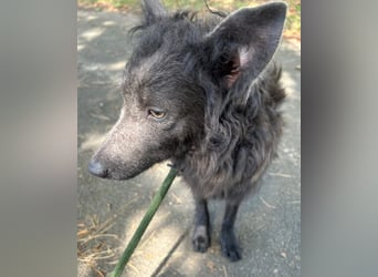 Priska: Für Menschen mit Herz und Hundeverstand