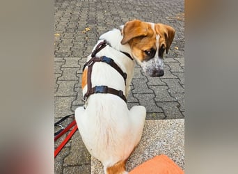 Bart - Es gibt so viele Sachen zu tun,...
