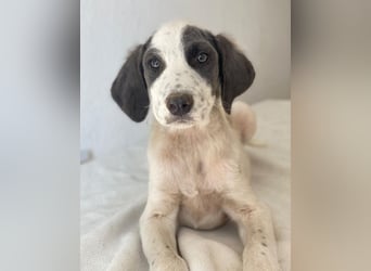 Donar, geb. ca. 03/2025, lebt in GRIECHENLAND, im städt. Tierheim Serres