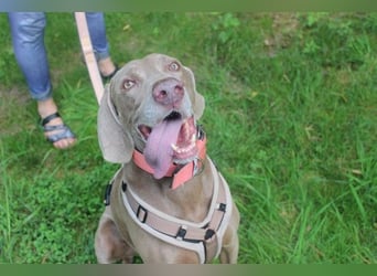 Sally, Weimaranerin, geb. 2014, liebe Familienhündin su. ruhiges Zuhause