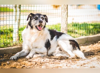 Oriol, Mix Schnauzer / Podengo, lieb und verträglich