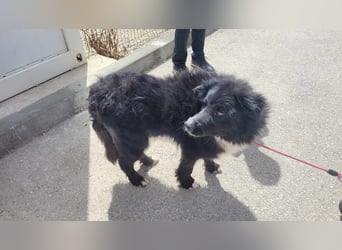 Corwin Border Collie Mix sucht ein liebes Zuhause oder erfahrene Pflegestelle