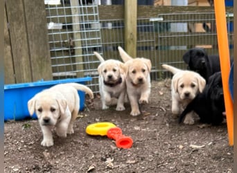 Labrador Retriever Welpen, reinrassig, Ahnenpass uvm., schwarz und gelb