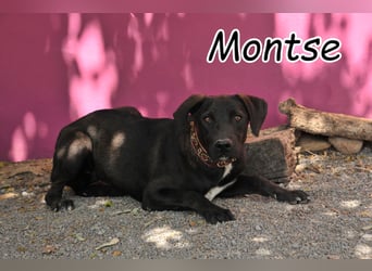 Bringen Sie Montse ein Leben als glücklicher Familienhund bei?
