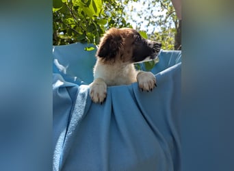Roy Welpe Epagneul Breton / Schäferhund Mischling Rüde Junghund sucht Zuhause