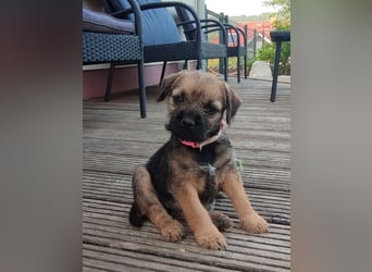 1 süße Border Terrier Hündin sucht ein liebevolles Zuhause