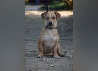 Lora - liebevolle, freundliche, aufgeschlossene, kleine Hündin