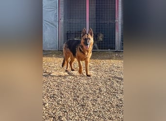Karma hat das Schicksal zu uns geführt 