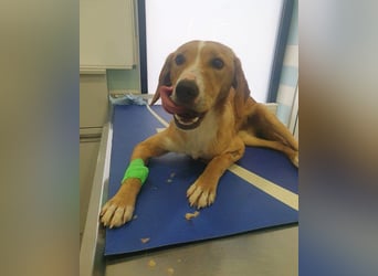 Handicap-Rüde ♥Tango♥ liebenswerter Kerl