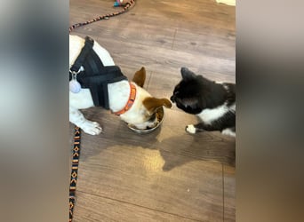 Süßer Leo sucht sein Zuhause