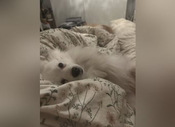 Snow SR- Eisbär sucht Zuhause