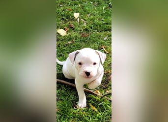 American Bulldog Welpe