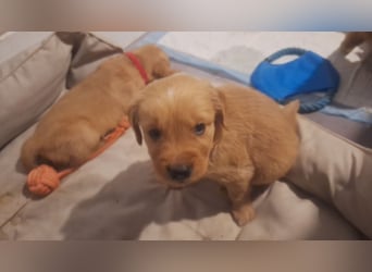 Golden Retriever Welpen