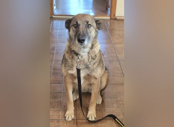 Alma(2) - freundliche, soziale, ruhige Hündin - katzenverträglich / z.Zt. noch in Rumänien