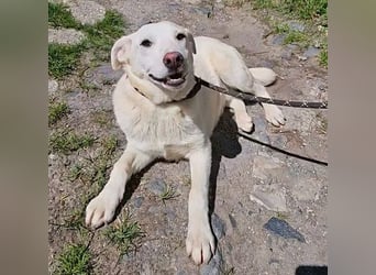 Betty, Labrador Mischling