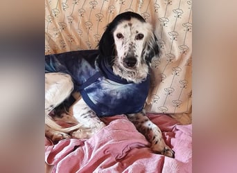 Kora – sensible Setter-Seele sucht liebevolles Zuhause!