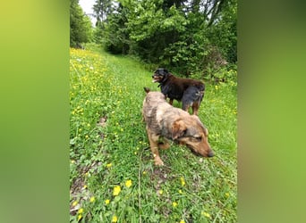 Lotta - Jagdterrier Mix
