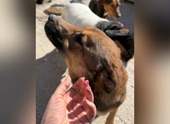 CHIARA❤️charmant, sozial, offenherzig und sucht dringend ihr Für-Immer-Nest