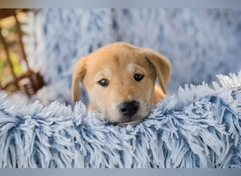 Gregor: Hundekind sucht ein Zuhause