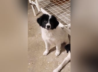 BUB 3 - hofft auf tolle Menschen