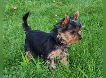 Yorkshire-Terrier Welpen,  reinrassig mit Ahnentafel sofort abgabebereit