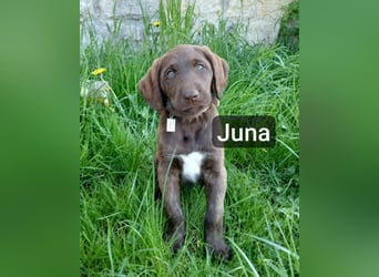 Welpen Labradoodle F1 Braun Groß Könispudel x Labrador