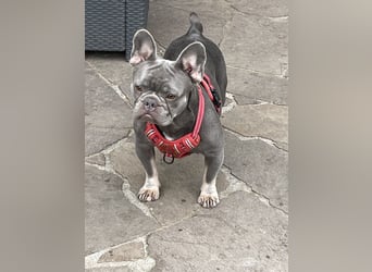 Süsse Frenchies werden in ca 8-12 Wochen nach der Geburt abgegeben