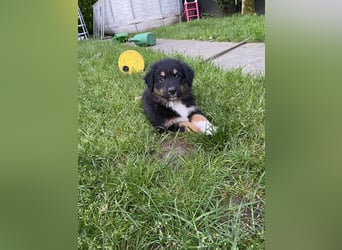 Supersüsse Australian Shepherd Welpen in der Farbe
