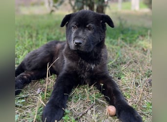 Hachiko, geb. ca. 01/2025, lebt in GRIECHENLAND, auf einer privaten Pflegestelle