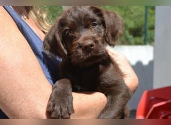 Lollo, ein fröhliches Hundekind auf Entdeckungsreise