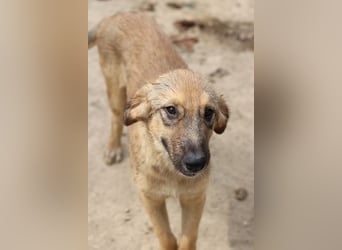Sophia, geb. ca. 03/2024, lebt in GRIECHENLAND, im städt. Tierheim Serres