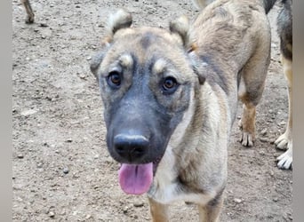 LILY❤️HSH-Mix-Hündin: eine echte Herzensbrecherin & sanfte Seele