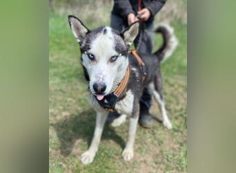 Navaro,Husky Mischling