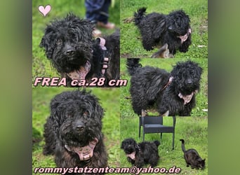 Frea zeigt sich klug und aufmerksam