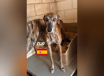 Clio,geb.06/19,freundliche Galgo-Hündin sucht ihre Familie