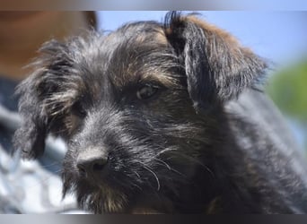 Achtung Zuckerschock: Vaiana sucht aktives und liebevolles Zuhause